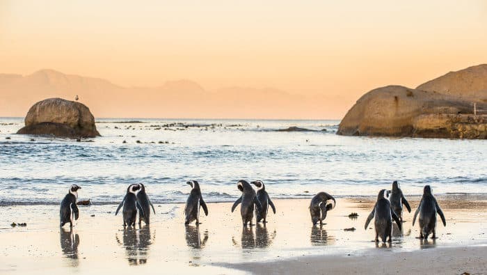 African penguin colony in Boulders Beach