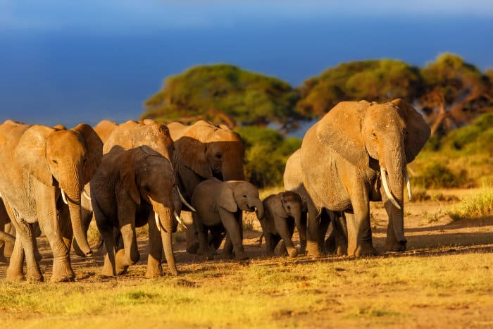 Breeding elephant herd with babies, led by the matriarch