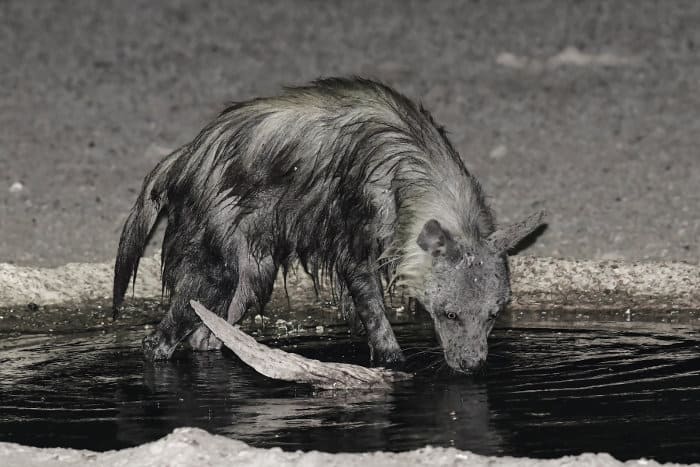 brown hyena at night, drinking at a local watering hole