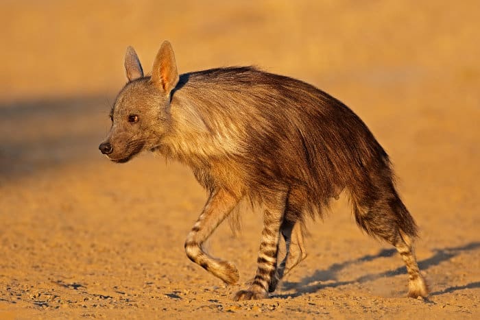 Brown hyena on the move in the Kalahari, South Africa