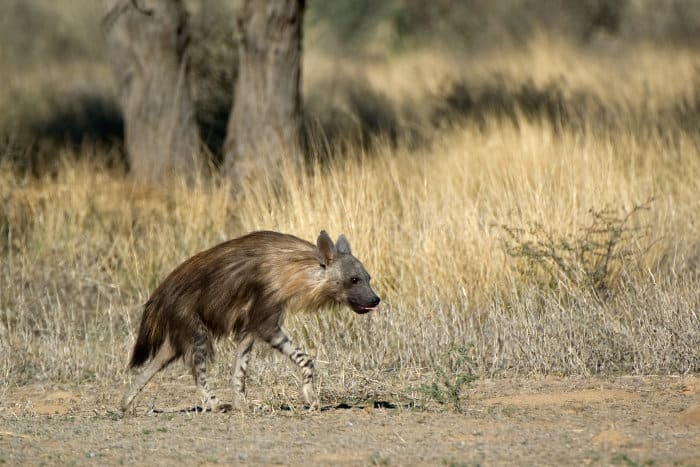 Brown hyena in the Kgalagadi Transfrontier Park