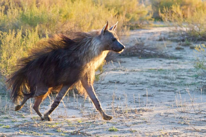 Brown hyena running, in the Kalahari desert