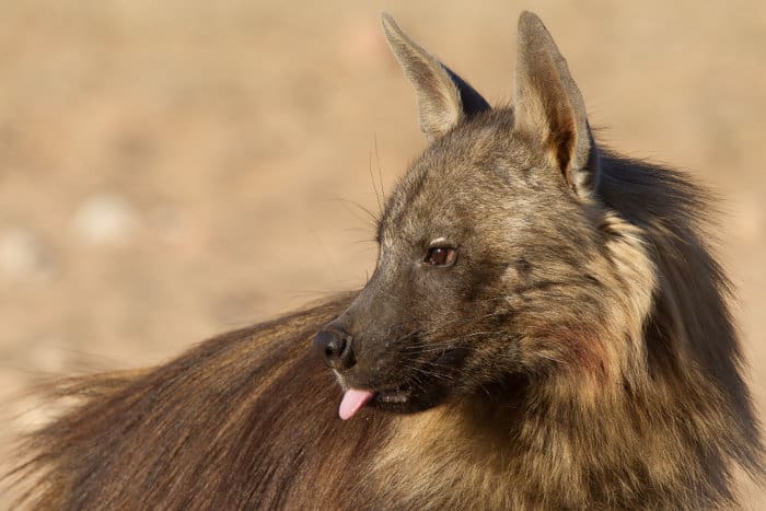 Brown hyena with tongue sticking out