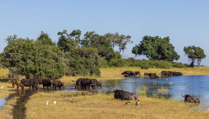 Buffalo herd drinking on the edge of the Chobe river in Botswana