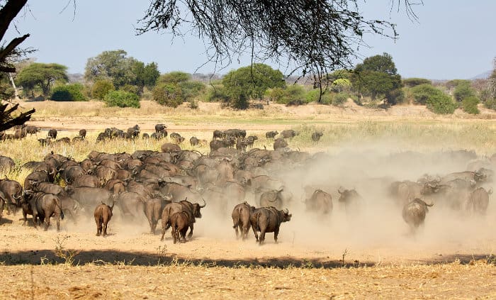 Large buffalo herd on the move, lifting a huge cloud of dust (Ruaha National Park)