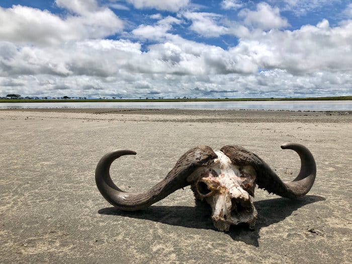 Cape buffalo skull on salt lake shore