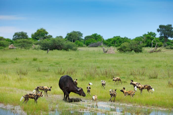Buffalo and her calf surrounded by African wild dogs, Moremi Game Reserve, Okavango Delta