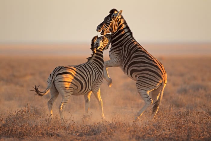 Burchell's zebra stallions fighting in Etosha