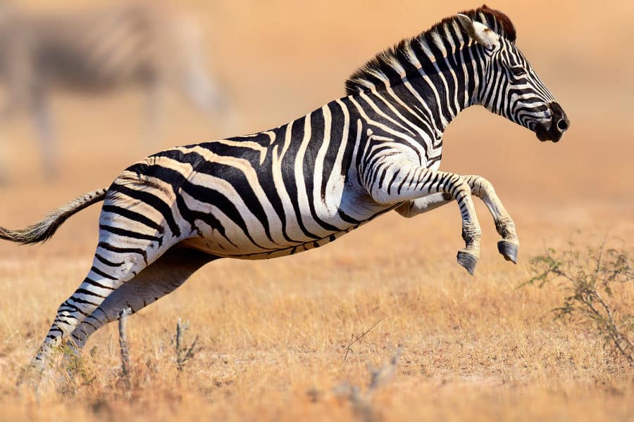 How fast is a zebra?
