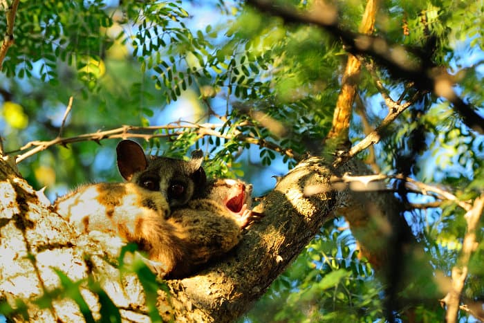 Bushbabies sleeping in a tree in broad daylight, Marakele National Park