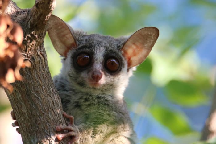 The bushbaby has big round eyes and incredible ears, not dissimilar to bat-eared foxes