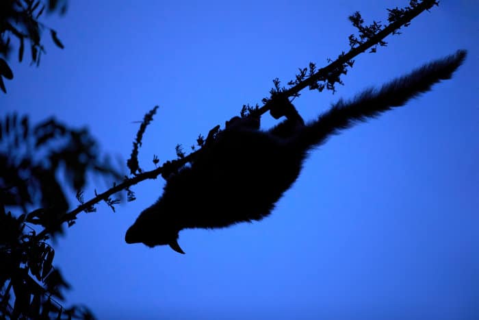 Garnett's greater galago silhouette in the heart of the African bush