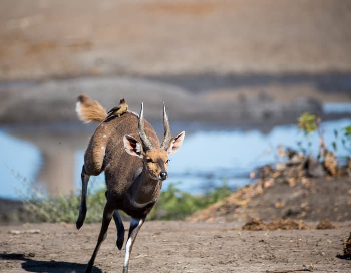 Male bushbuck running away, with red-billed oxpecker riding on its back