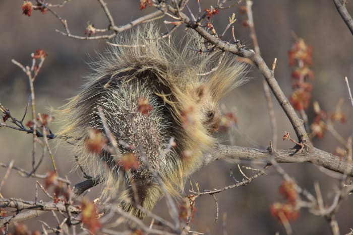 North American porcupine up in a tree, Canada