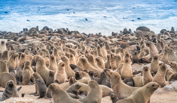 Cape Cross has the largest breeding colony of Cape fur seals in the world