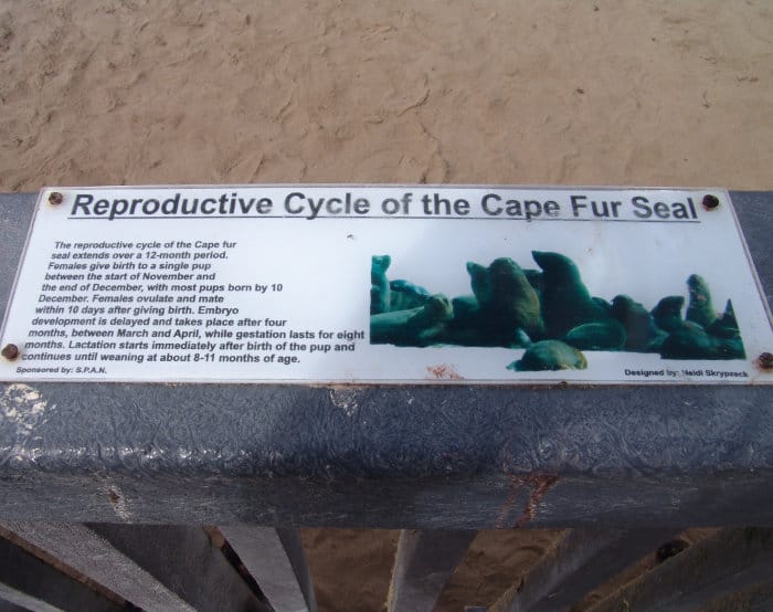 Reproductive cycle of the Cape fur seal at Cape Cross