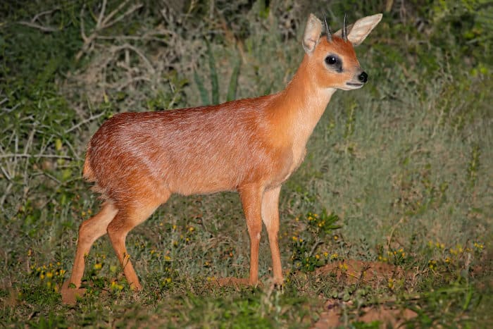 Rare Cape grysbok antelope photographed in South Africa