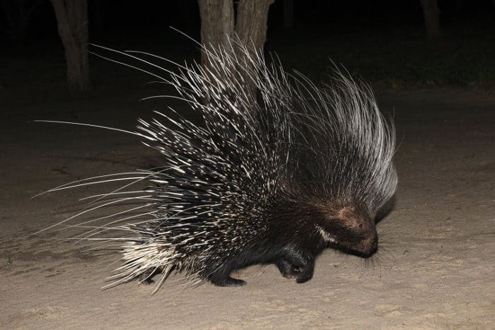 Cape porcupine photographed at night in Botswana