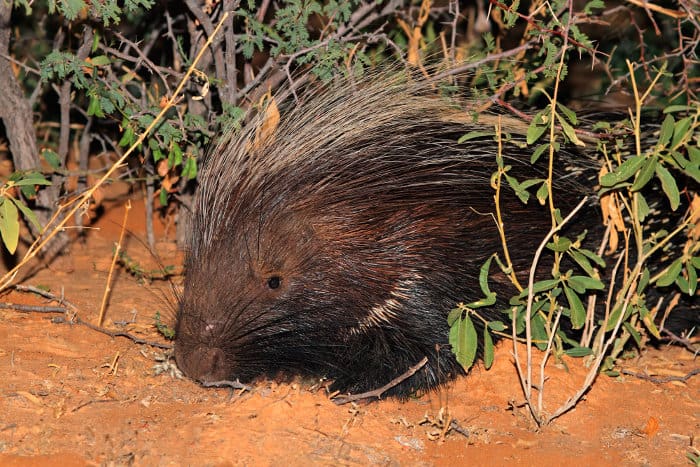 Portrait of a Cape porcupine hiding in the bushes