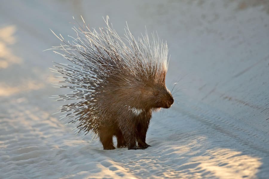 Cape porcupine portrait with erect quills in the middle of a sandy road