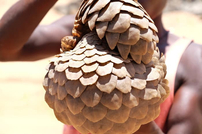 Captured pangolin being sold as bush meat in Africa