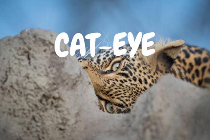Cat-Eye waterhole live cam