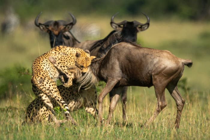 Two cheetah brothers hold a blue wildebeest by the neck