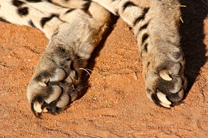 Cheetah claws, Okonjima