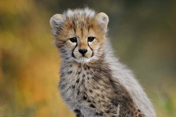 Cute cheetah cub portrait, looking at the camera