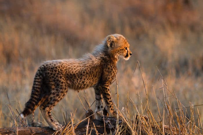 Cute baby cheetah standing proudly on a log, revealing the side of its body