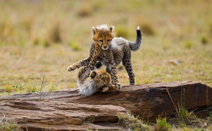 Two cute cheetah cubs playing with one another on a large rock