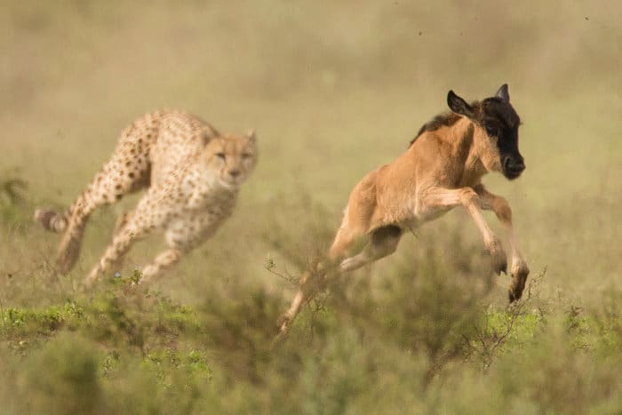 Cheetah hunting a baby wildebeest in Ndutu