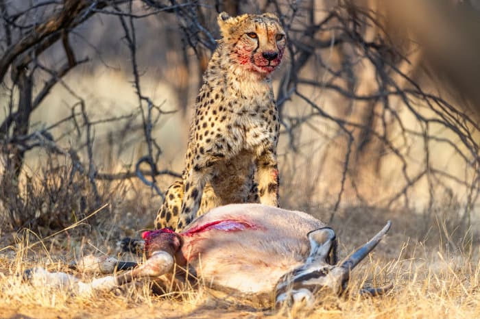 Cheetah with gemsbok kill at Okonjima