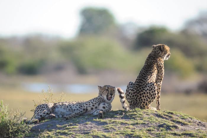 Cheetah couple resting on a termite mound, during the mating season