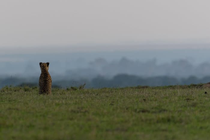 Cheetah enjoying the view in Ol Pejeta, Kenya