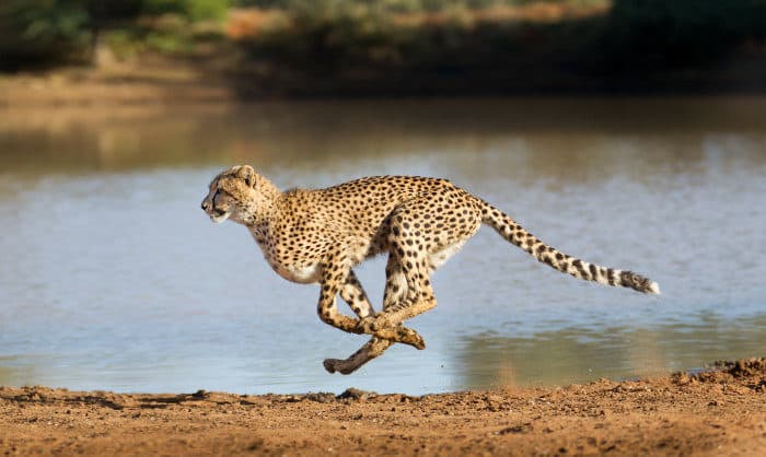 Cheetah running at full speed in South Africa