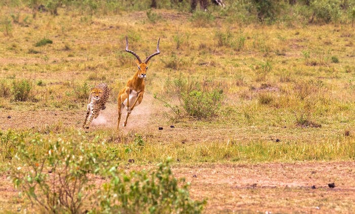 Cheetah chasing a male impala in the Masai Mara
