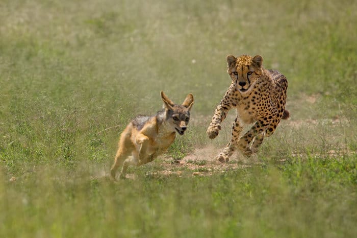 Cheetah chases black-backed jackal