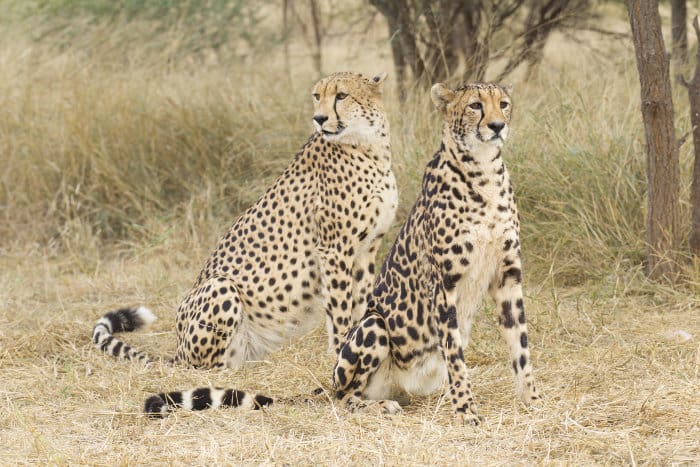 Male cheetah vs female king cheetah - spot the difference