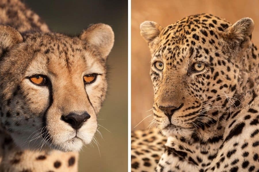 Cheetah vs leopard: key differences between the two species