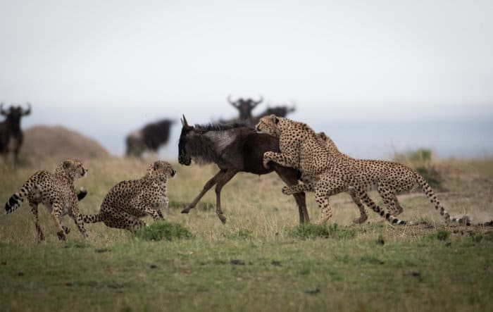 A coalition of cheetah tries to take down a wildebeest in the Masai Mara