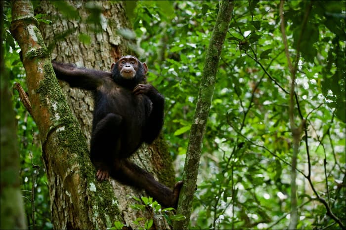 Chimpanzee chilling on a tree