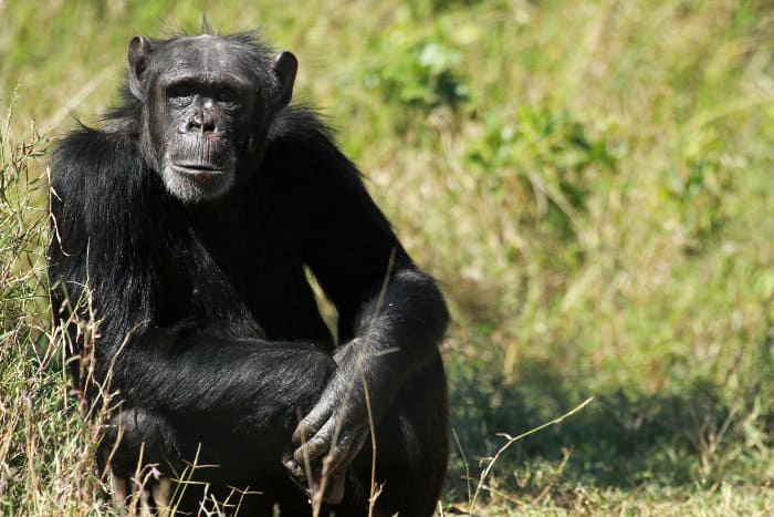 Common chimpanzee at the Ol Pejeta Conservancy in Kenya