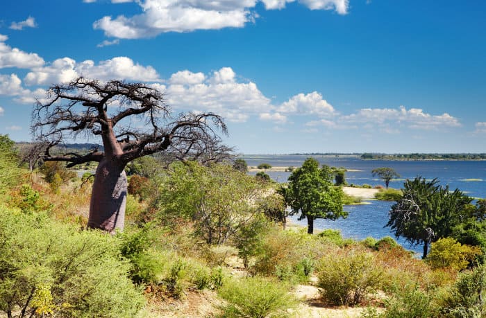 Typical vegetation around the Chobe river area, with lone Baobab tree