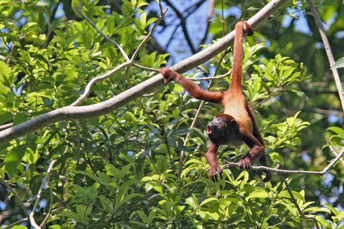 Colombian red howler monkey hanging by its tail