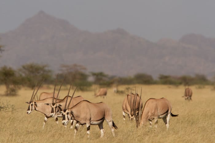Herd of common beisa oryx in Ethiopia