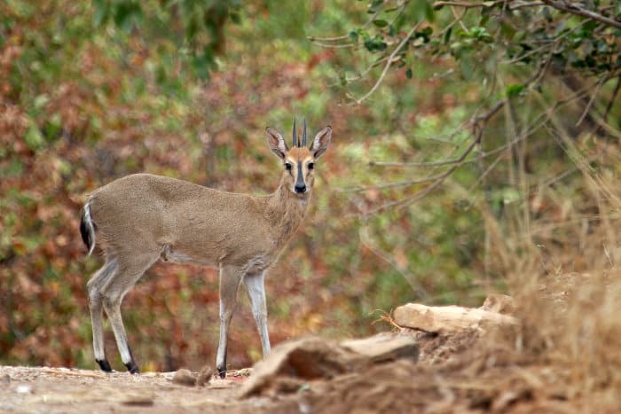 Common duiker standing next to the road