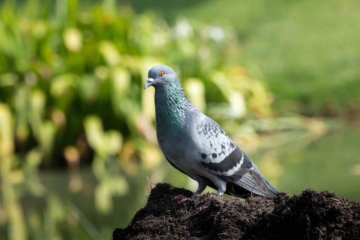 Common pigeon, also known as the rock dove, or rock pigeon