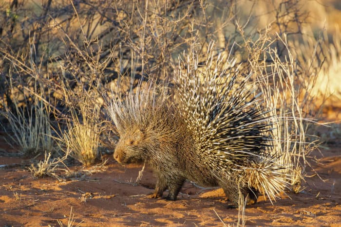 Crested porcupine portrait in Tswalu Game Reserve