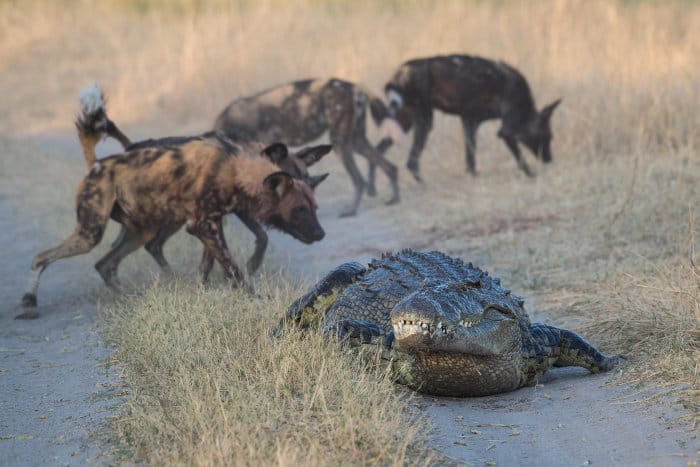 Nile crocodile vs wild dogs, Moremi National Park, Botswana